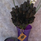 Halloween Wooden Rose Bouquet – All Black