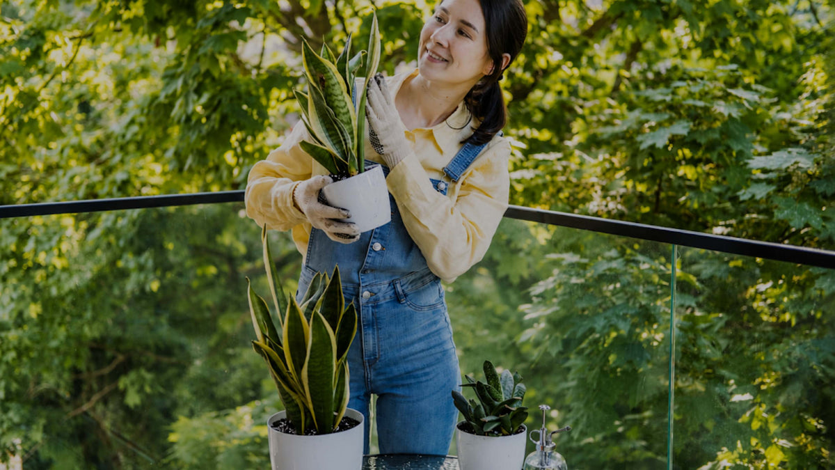 A woman in blue denim overalls and a yellow shirt holds a potted snake plant on a balcony surrounded by green foliage.