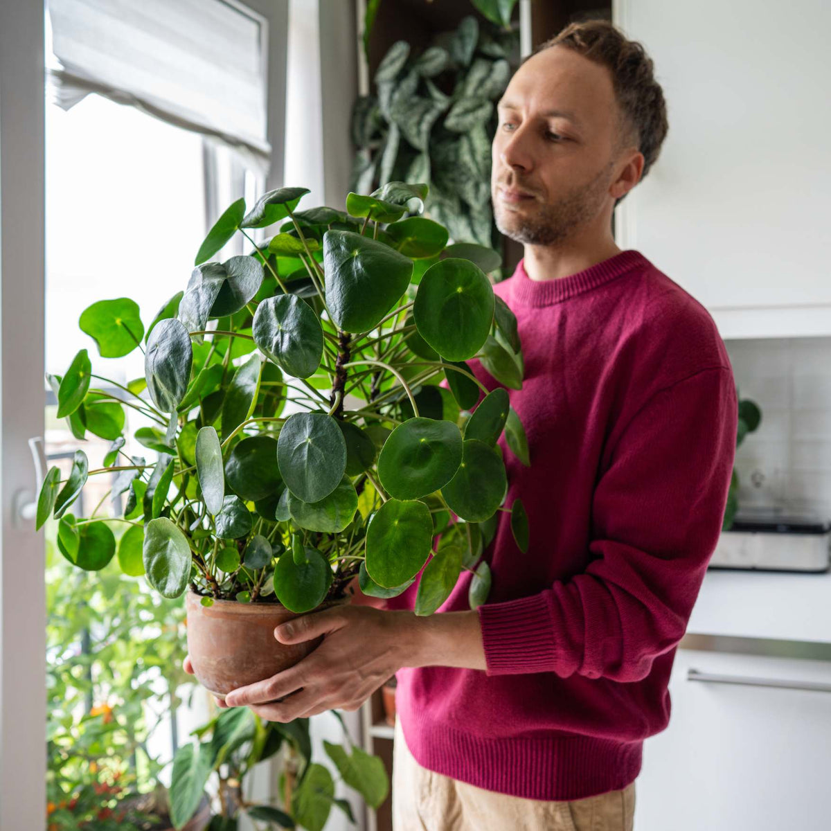 A man in a magenta sweater holds a potted plant with round green leaves in a bright indoor setting.