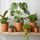 Black and Terracotta Eco Pots for Plants