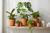 Black and Terracotta Eco Pots for Plants